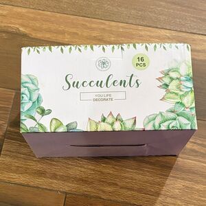 ANORAK Succulent Collection - Green and Pink